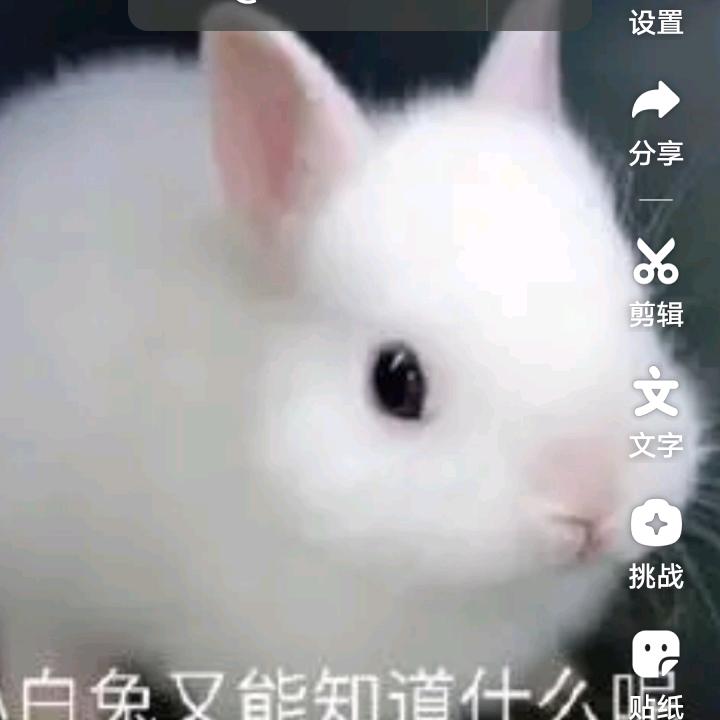 小🐰🐰