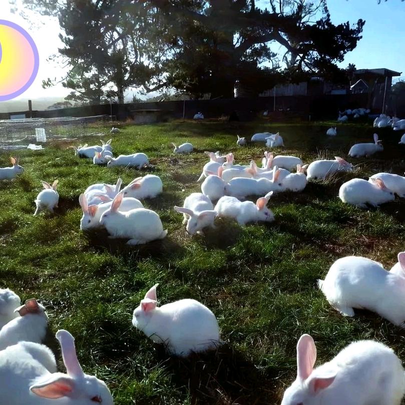 月光下的花花蛇电子商务行