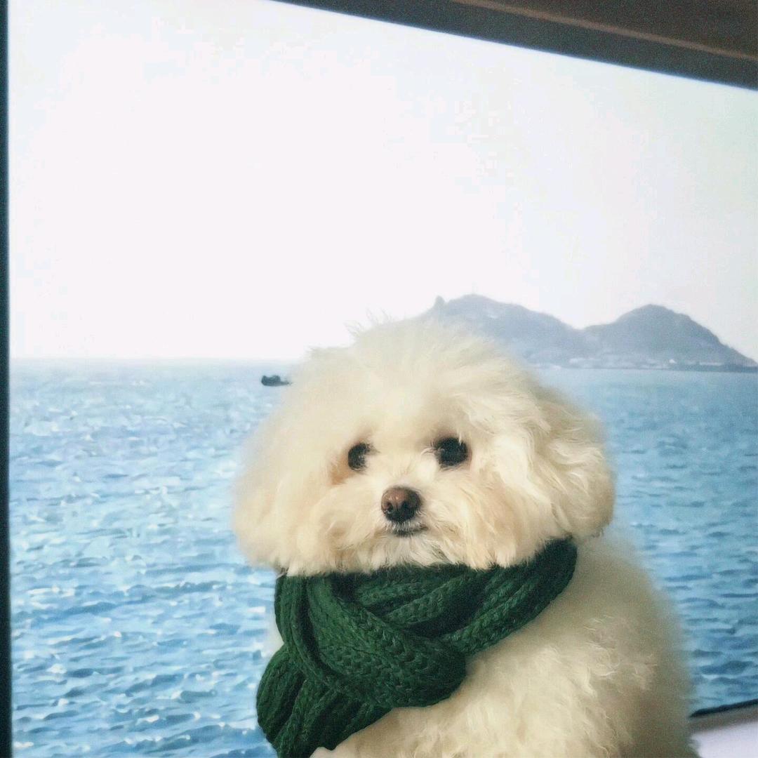 不加糖🍊🐑