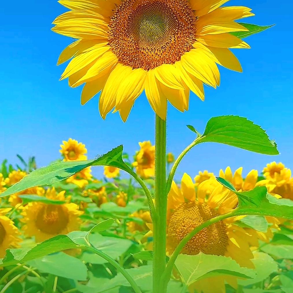 感恩遇见