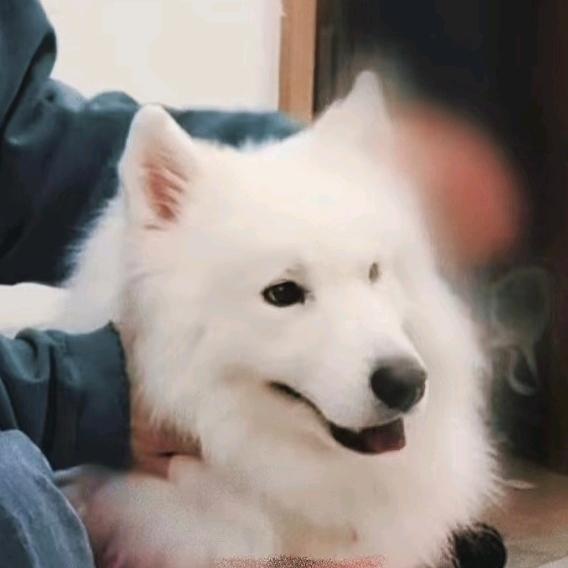 真不懂了嗷