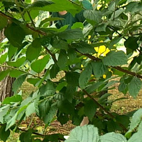 吴淑芹