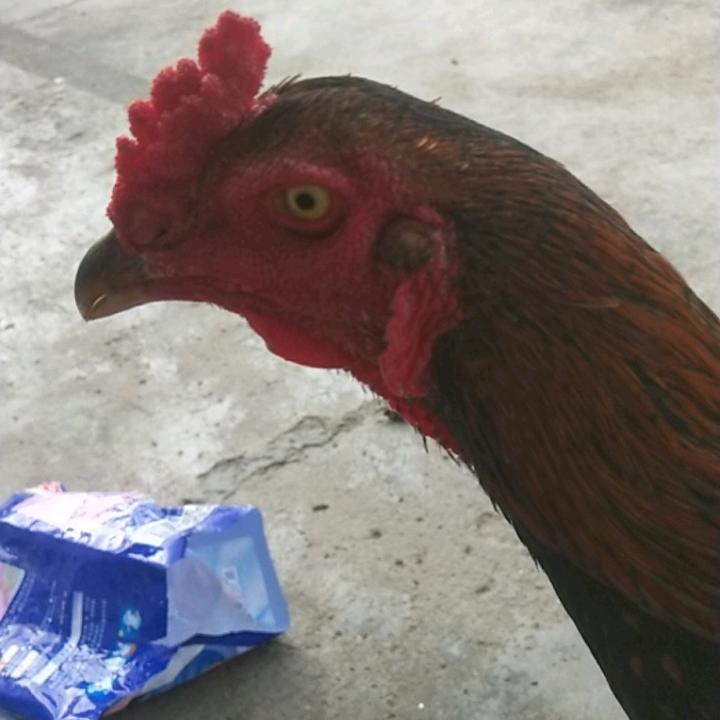 人生如戏