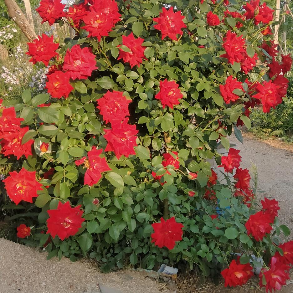 莱芜黑鸡养殖场