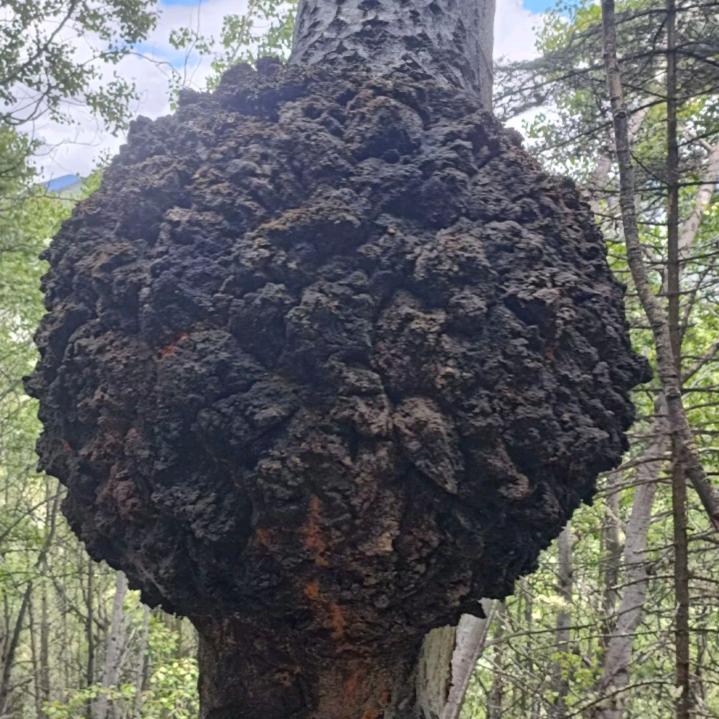 藏野生的党参黄芪批发的