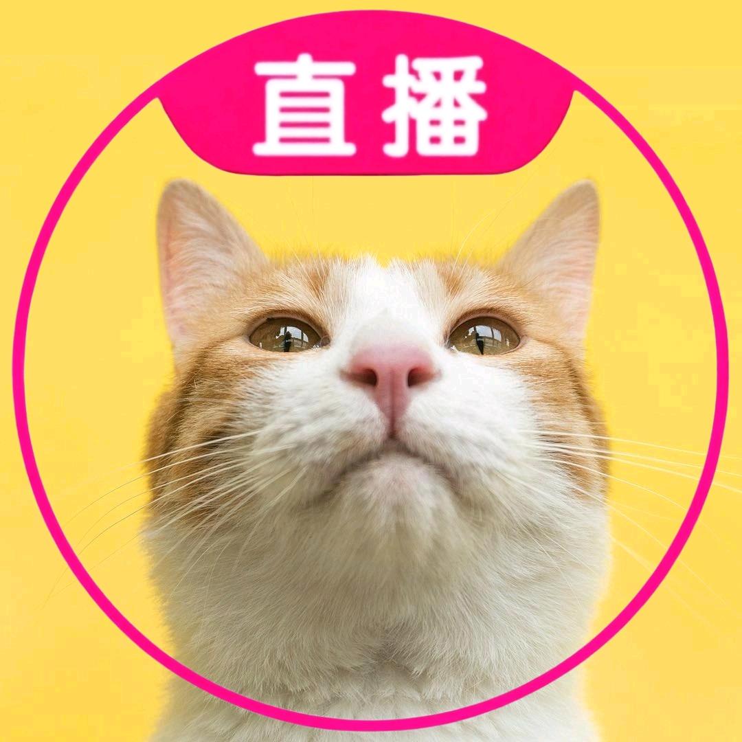 爱艺术的橘猫