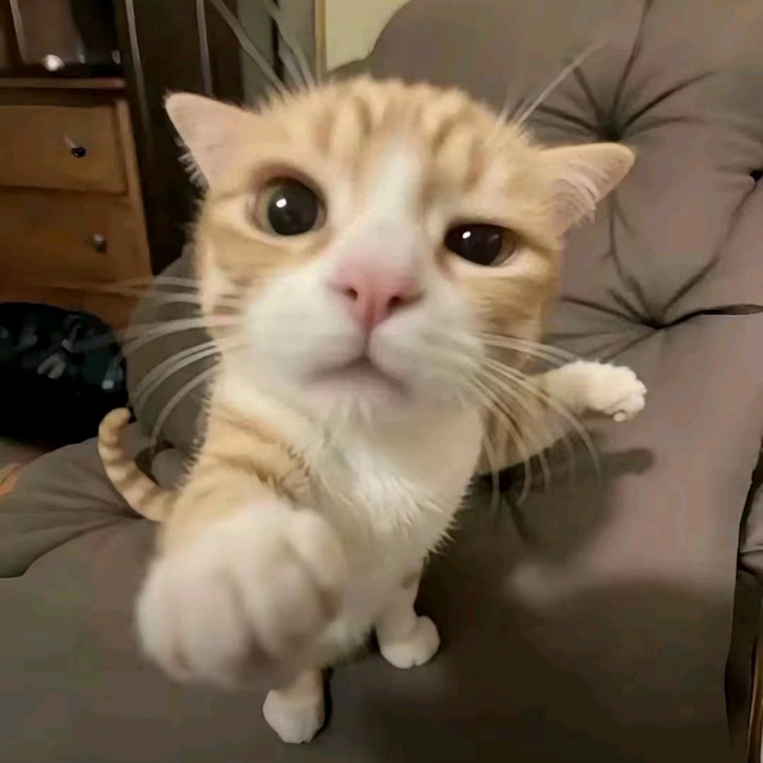 小熊硬糖