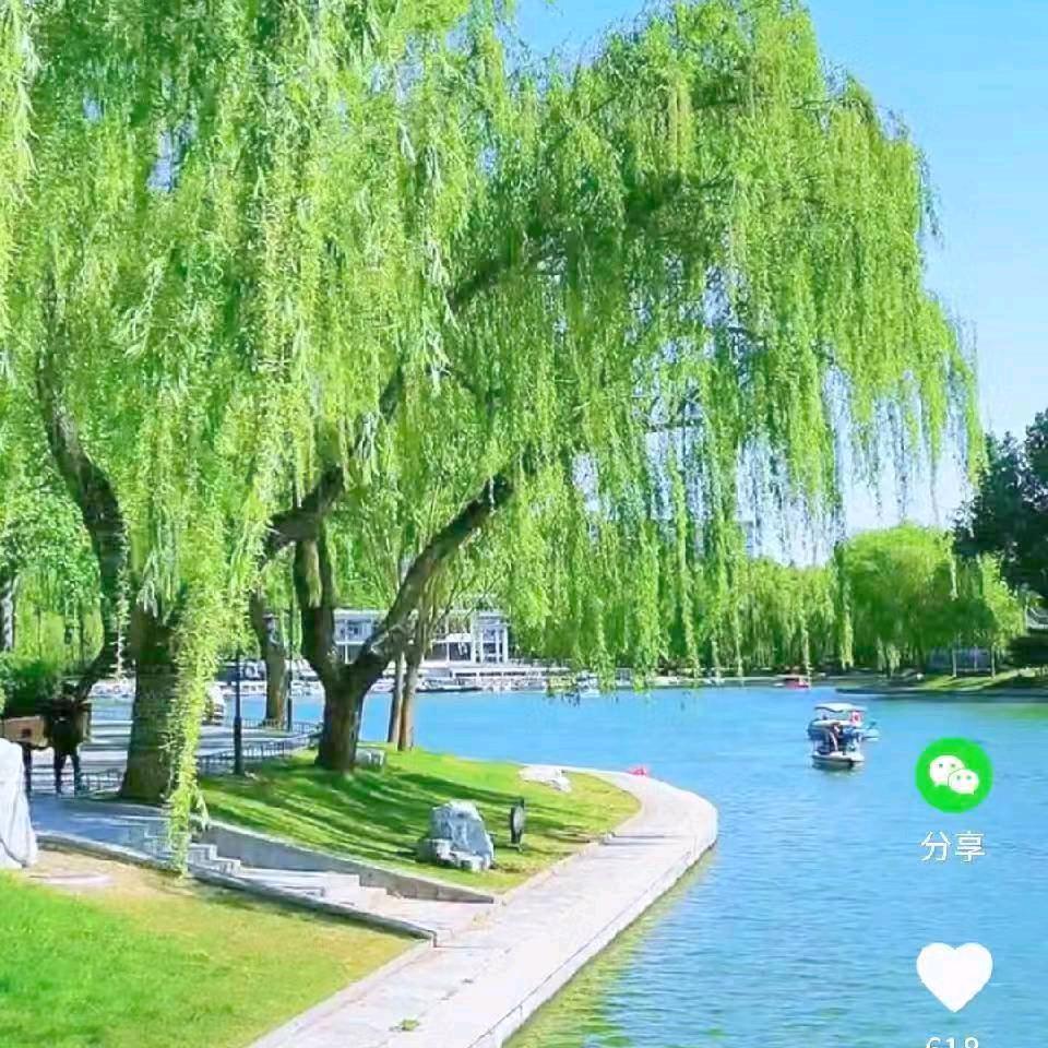 秋香菊