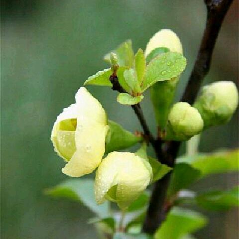 ໑ຼₒ₂5ღ᭄别碰💔我心꧔