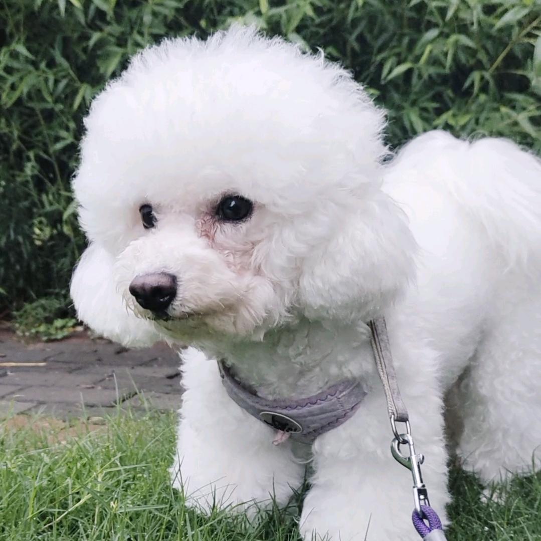 Lucky是只小比熊