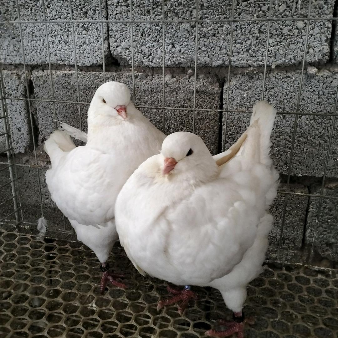 中旺的小店