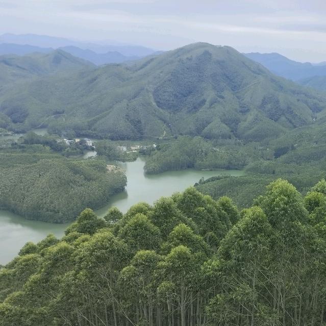 笨鸟先飞