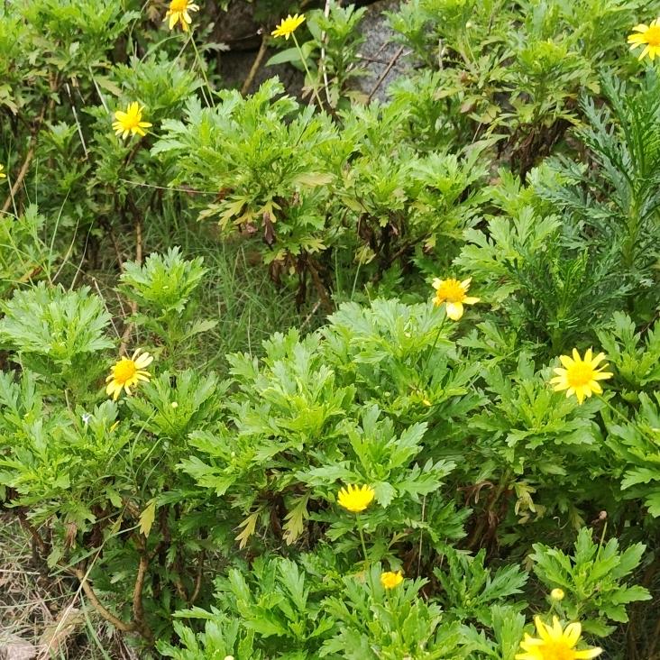 樱花雨梦
