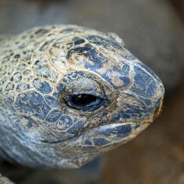 爸爸的爸爸还是爸爸的爸爸