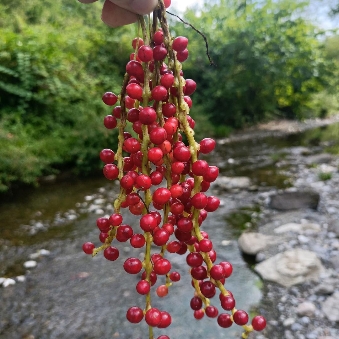 (⑉°з°)-♡人走茶凉