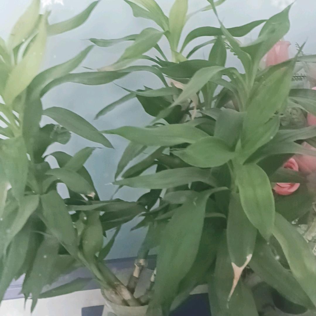 明天更美好