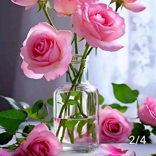 張华🌹🌹🌹🌹🌹🌹🌹🌹