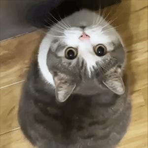 如猫得鱼
