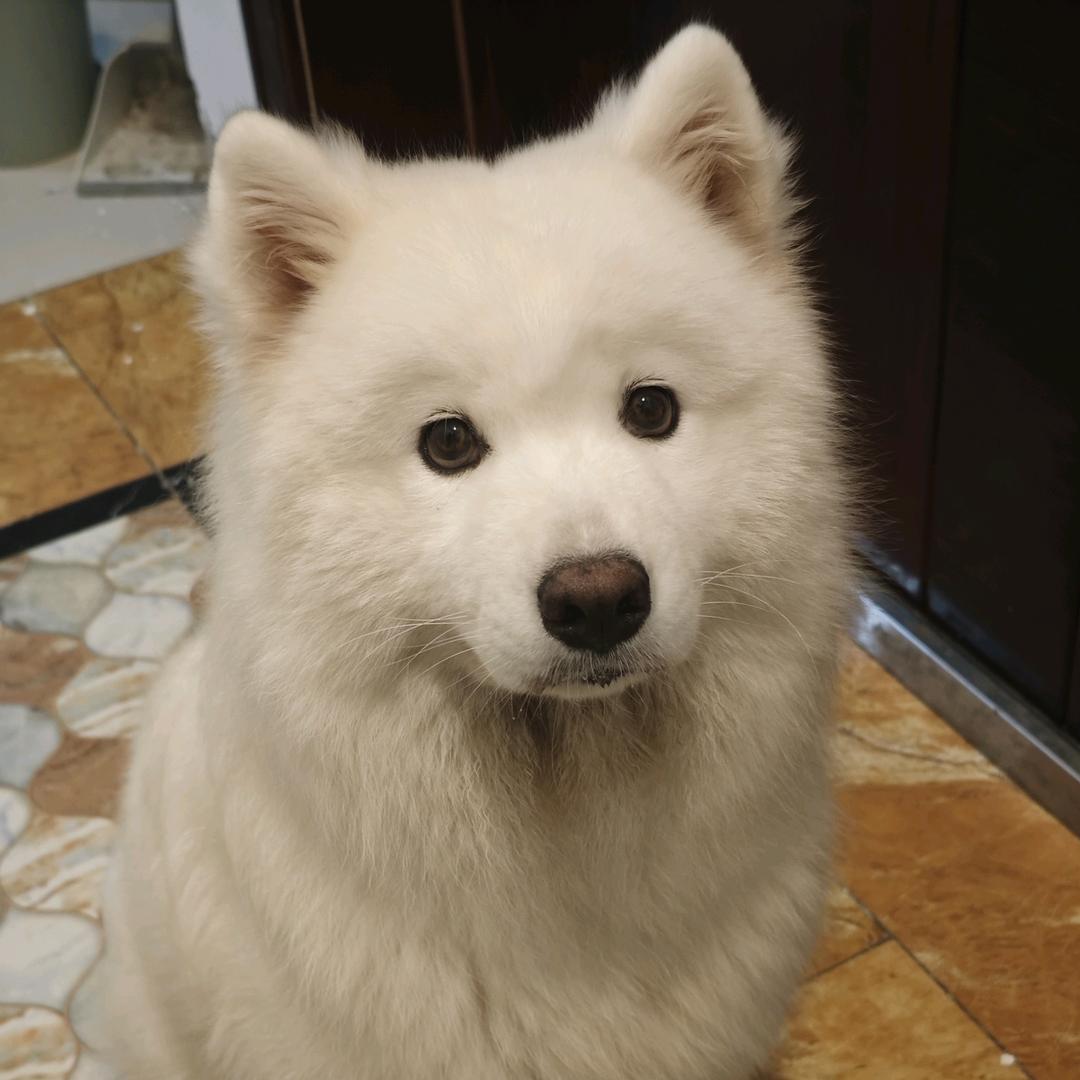 鸭鸭蒿