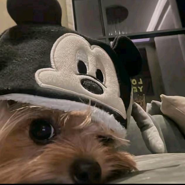 睡不完的觉❁❁