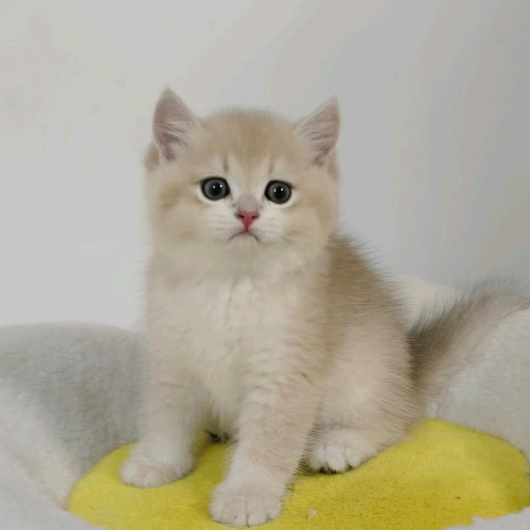 栋哥萌宠客服（回关+选宠）