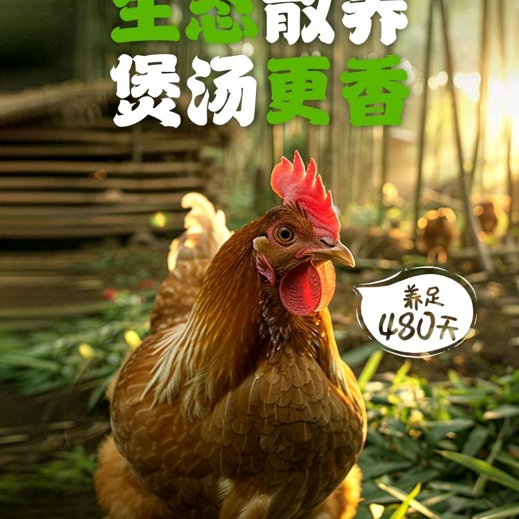 阿霞卖正宗散养土鸡