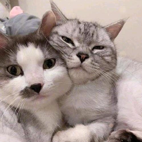 👁巷口的猫👁