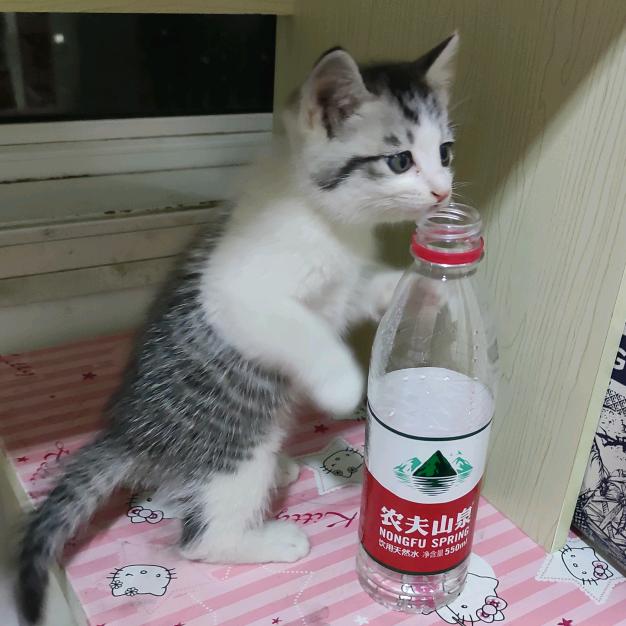 骆骆