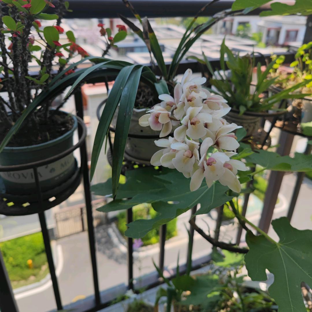 烟雨楼前烟雨客