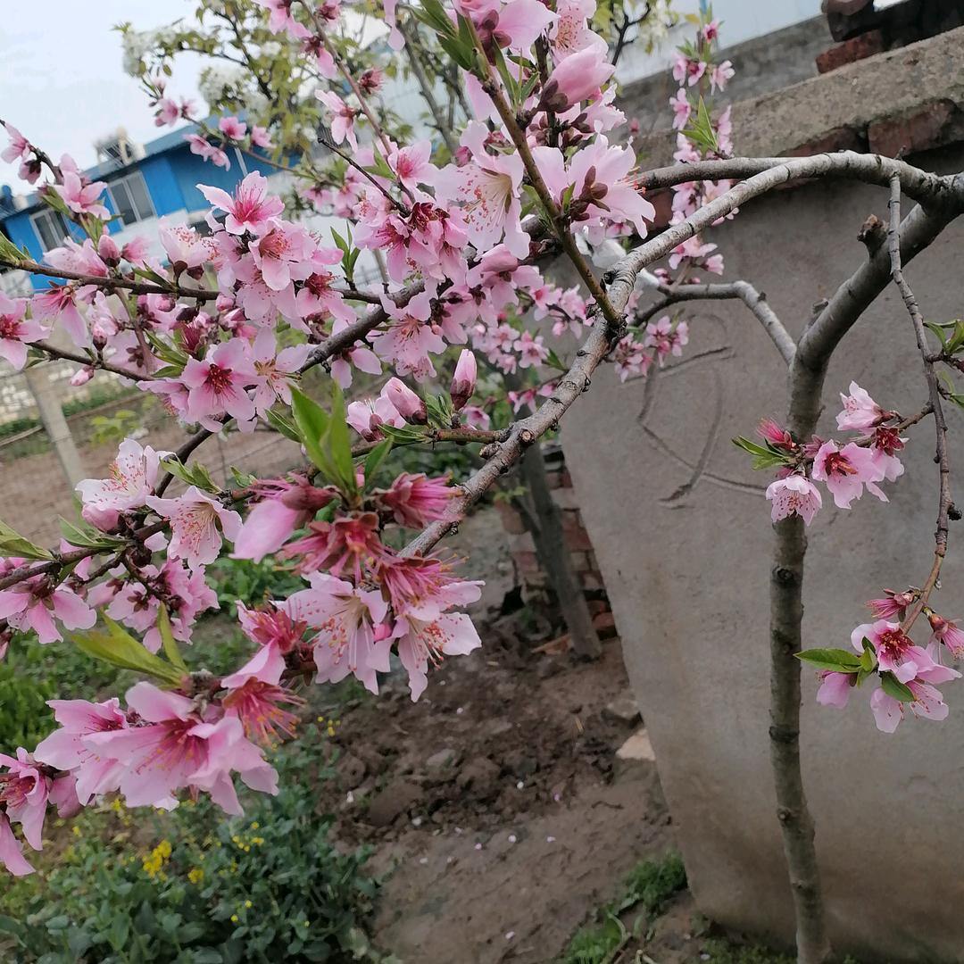 春天：来了l果树花开户9657099