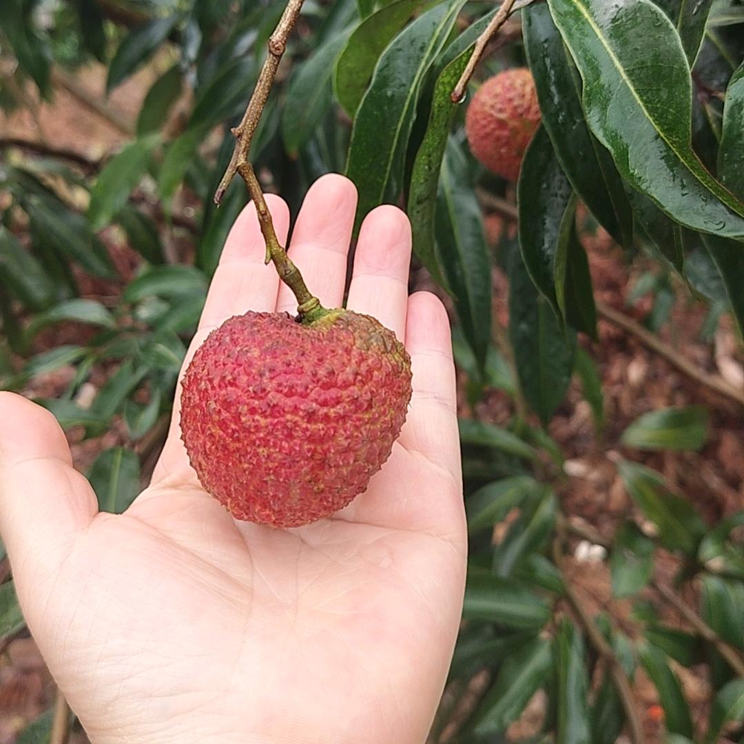 小辣椒🌶️