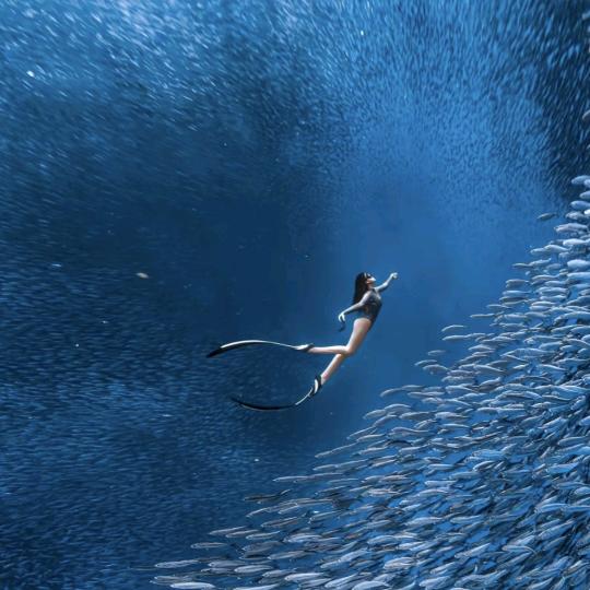 仙本那潜水小鹿