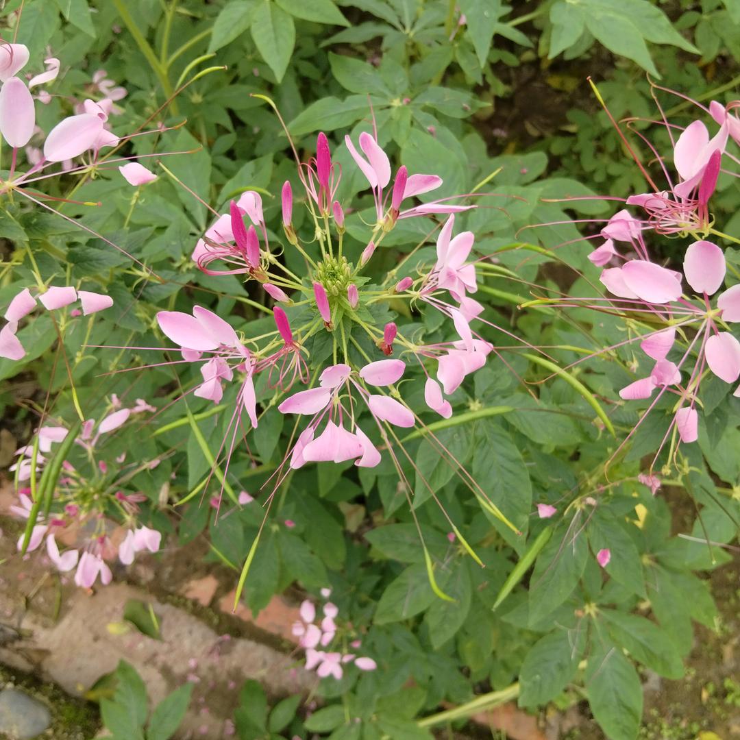 百合花