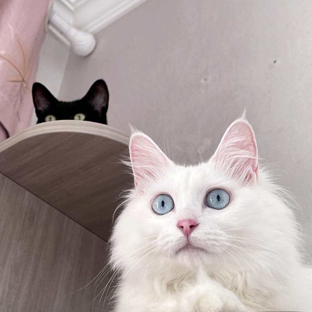 猫猫烘培坊