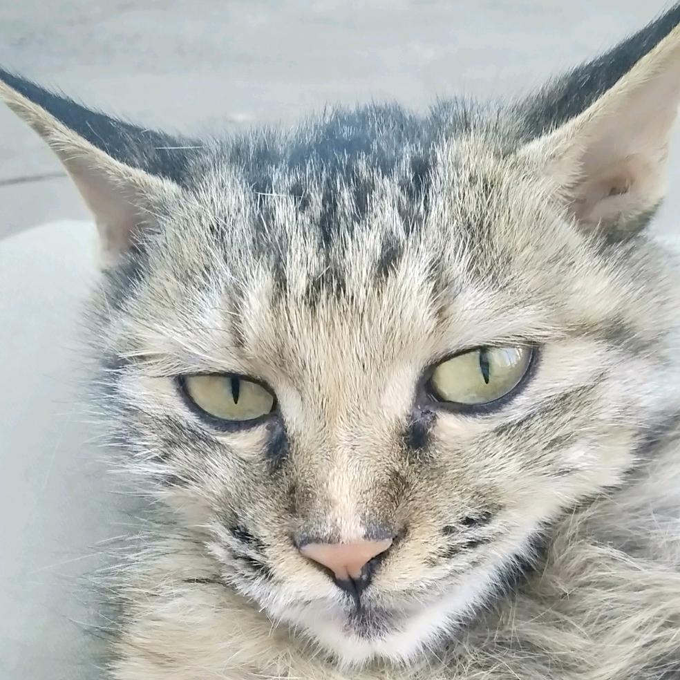 🐱🐶🐻🐷🐰🐦🐮🐭🐯🐔