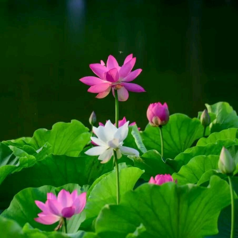 俺是农村人