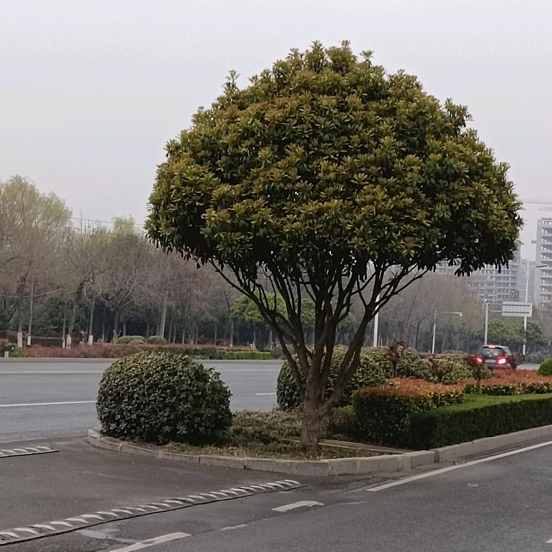 掐头去尾