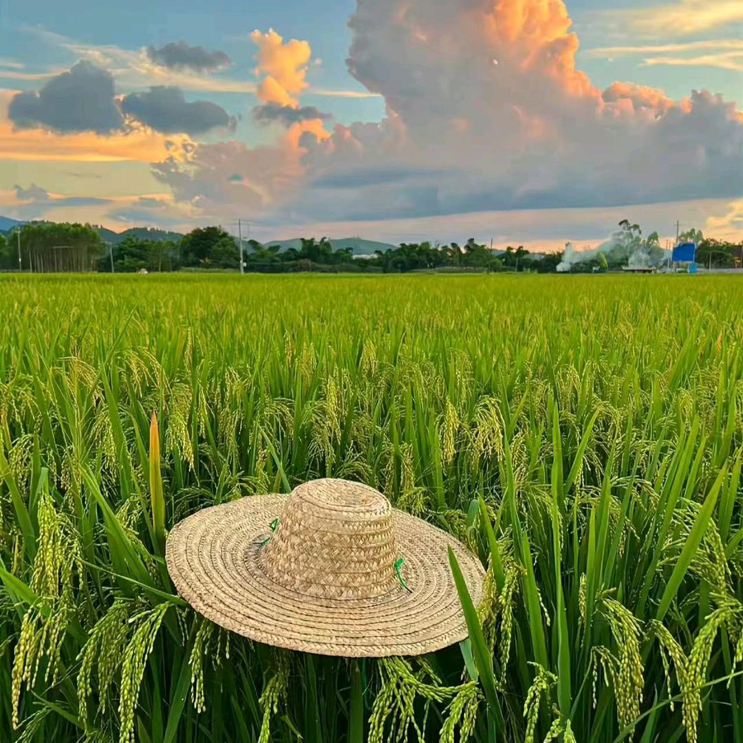 镇平县大量收湿(鲜)花生