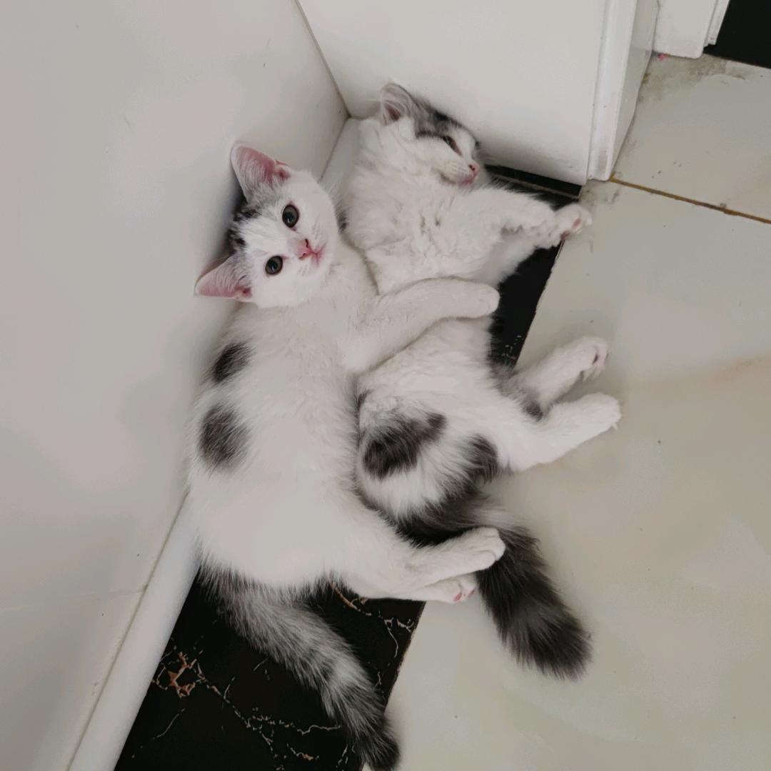 猫咪幸运奇迹日常🐱🍉