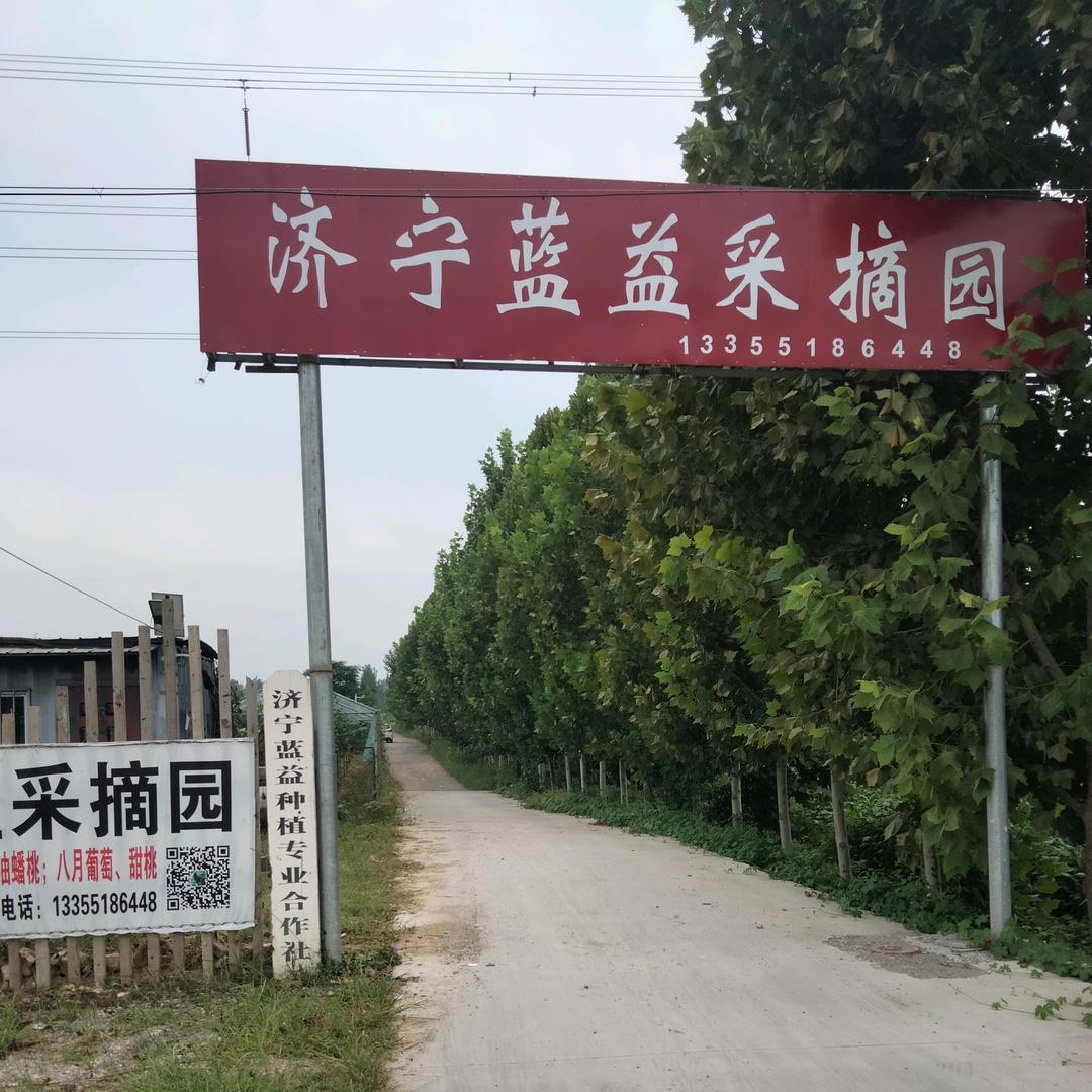 济宁蓝益（采摘园）种植专业合作社