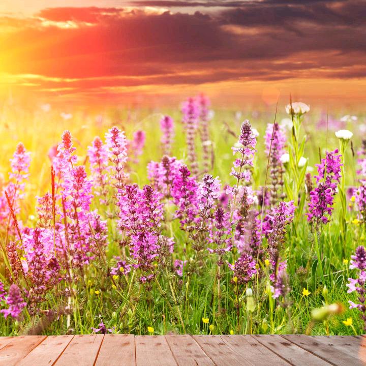 步步生花好物推荐