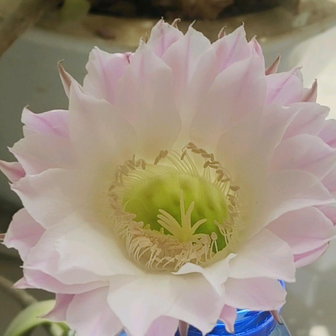 红蝴蝶