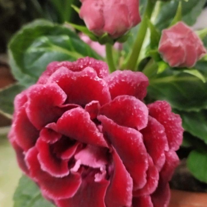 马Y