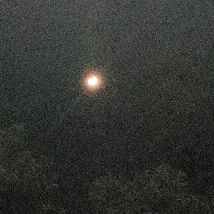 向阳玫瑰