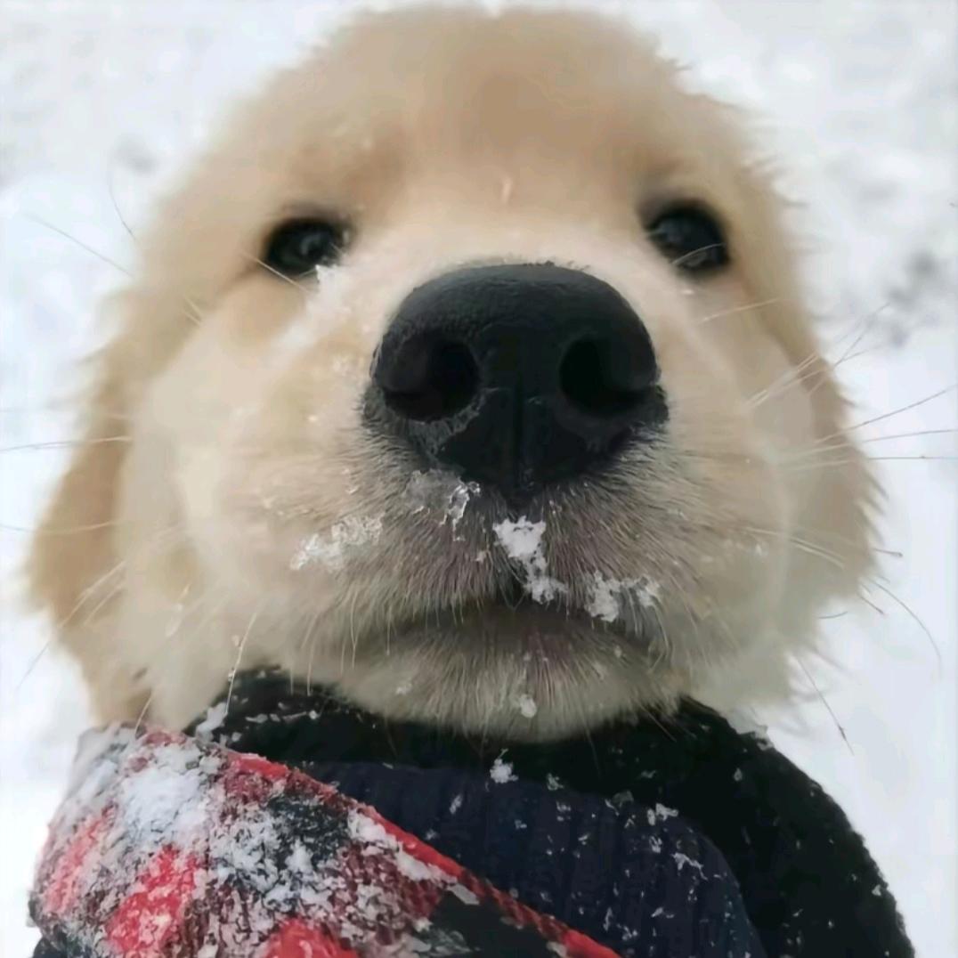 西伯利亚一拳闪击黑丝大袋鼠🦘