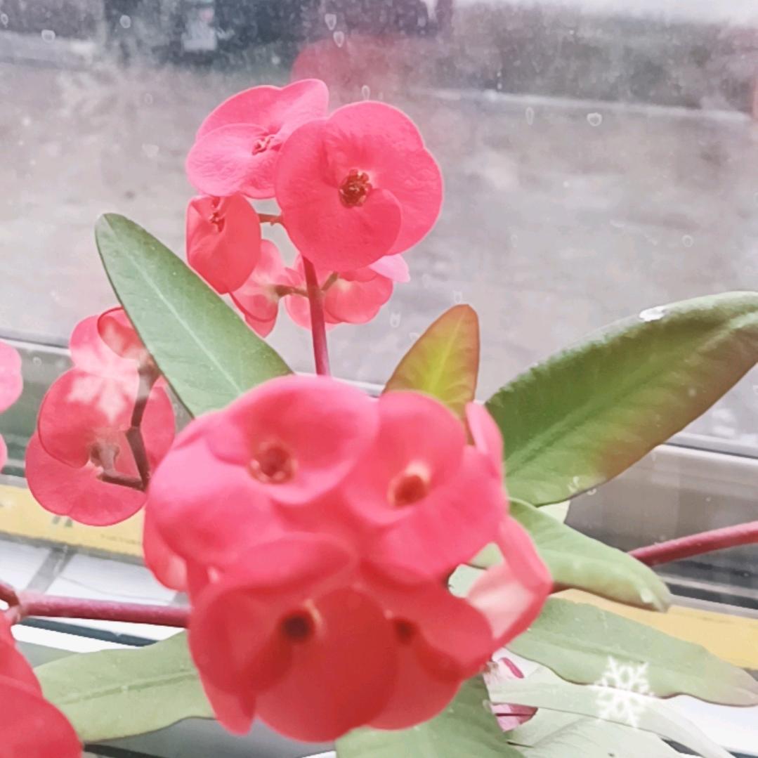 两两