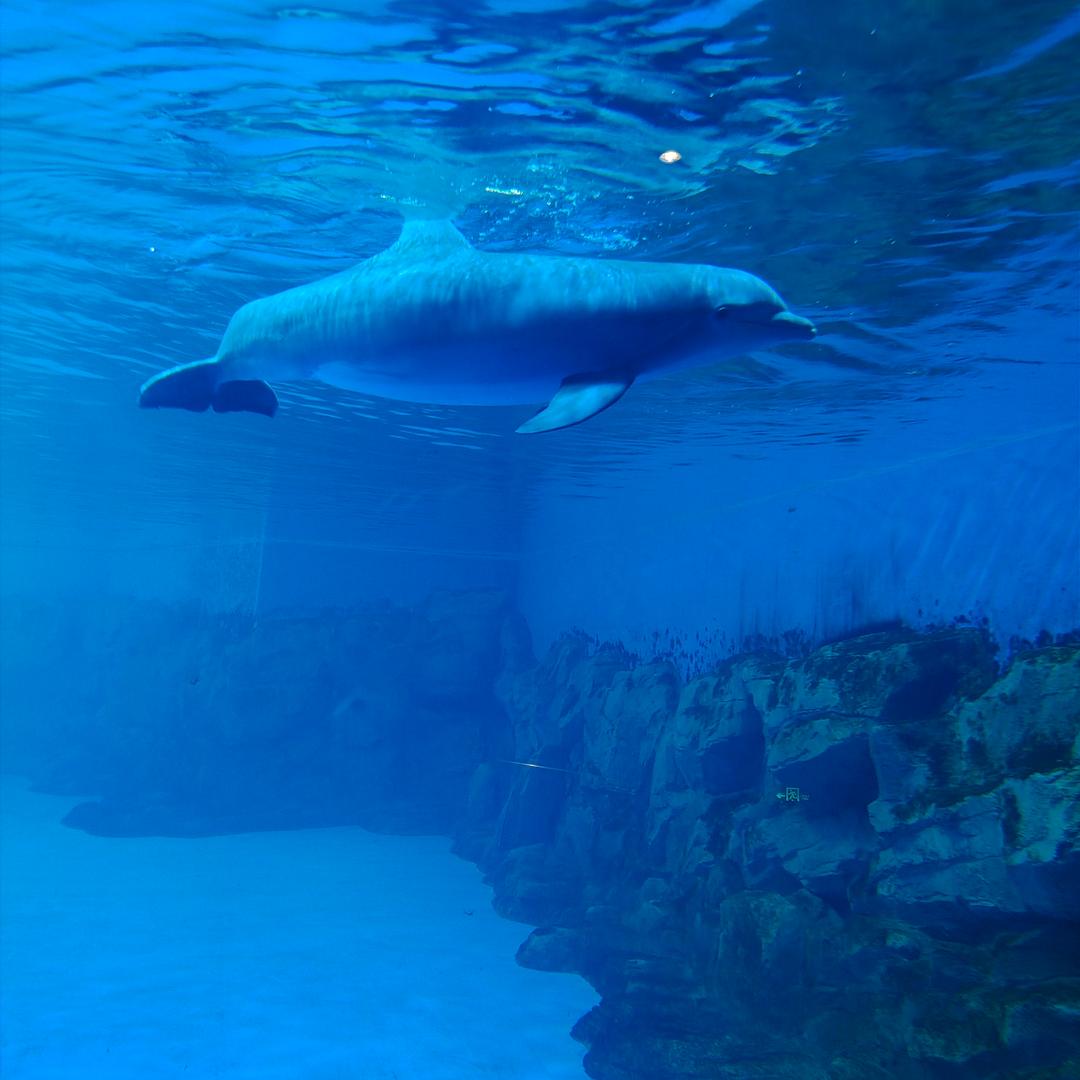 勇敢丰盛 自在如风