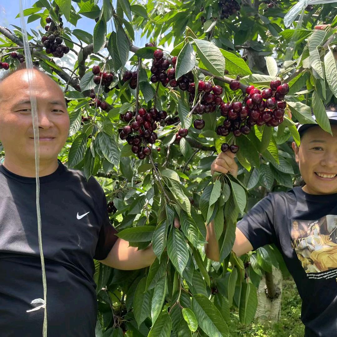 荣誉吉塞拉樱桃树苗