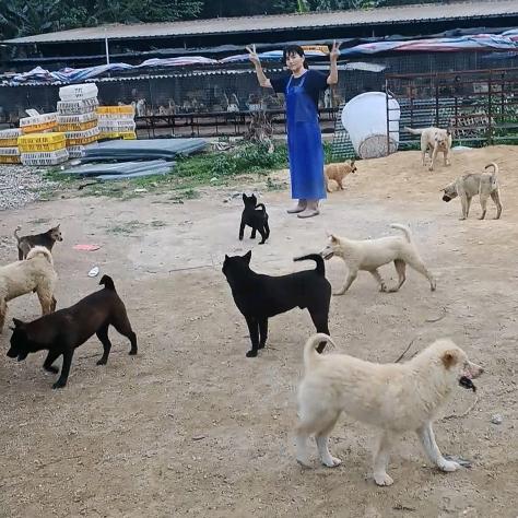 小雨养狗