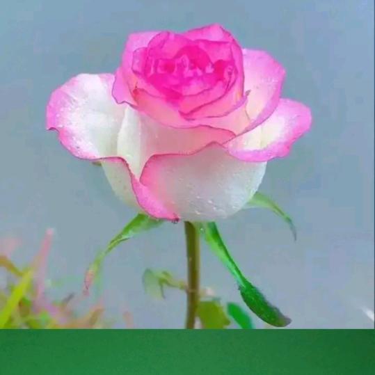 花开饲料销售中心